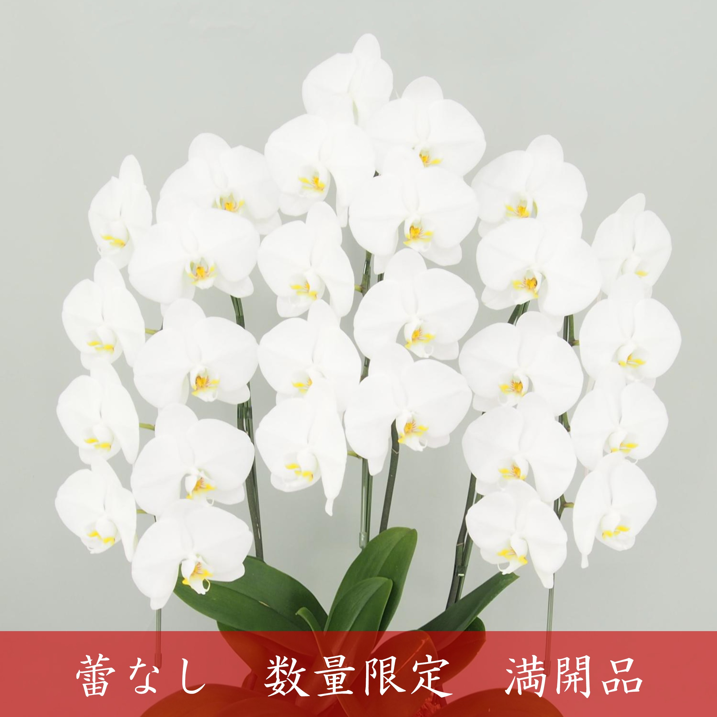 【アウトレット 満開品】胡蝶蘭 大輪 白 ３本立て 27輪以上／ソゴー ユキディアン