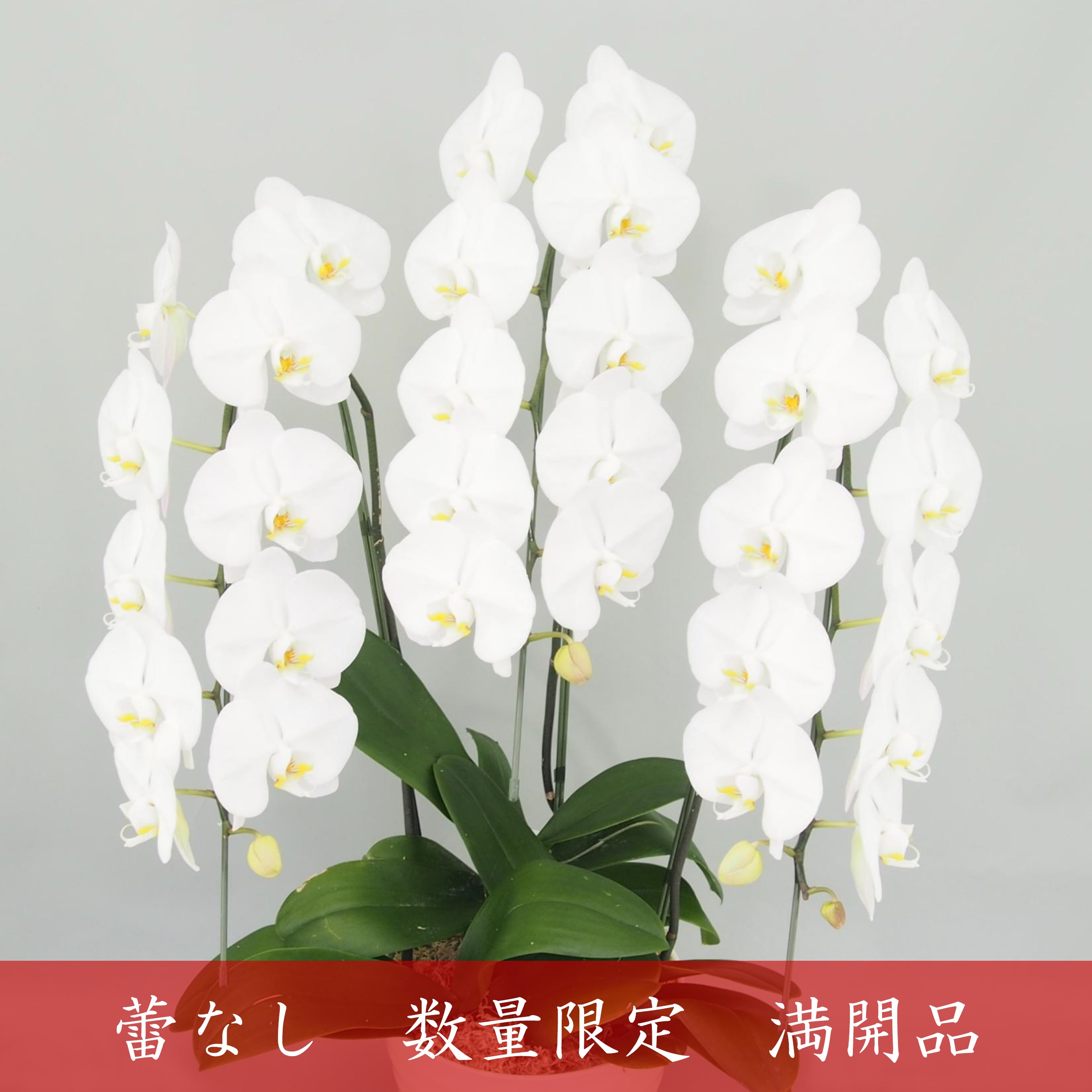 【アウトレット 満開品】胡蝶蘭 大輪 白 ３本立て 30輪以上／ソゴー ユキディアン