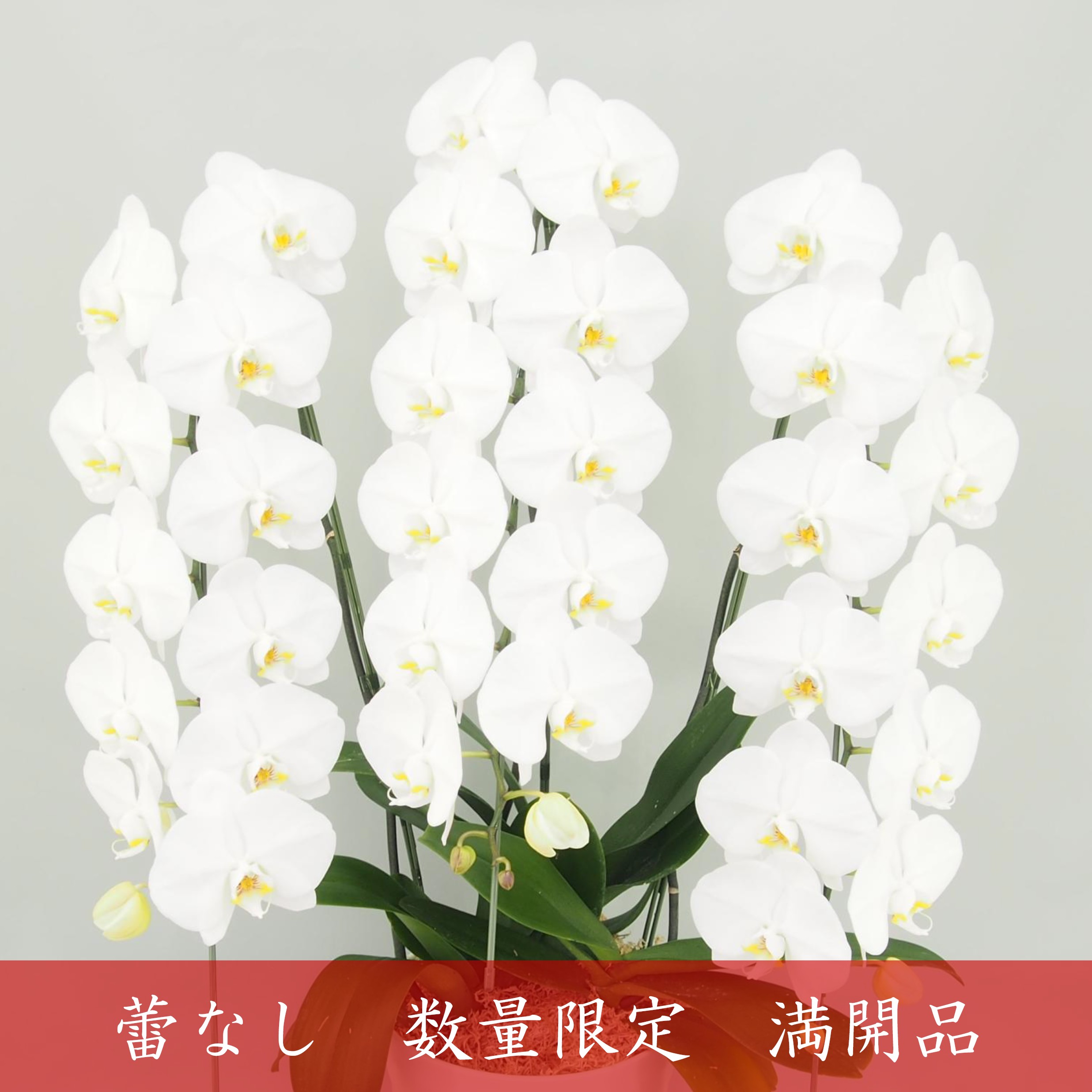 【アウトレット 満開品】胡蝶蘭 大輪 白 ３本立て 36輪以上／ソゴー ユキディアン