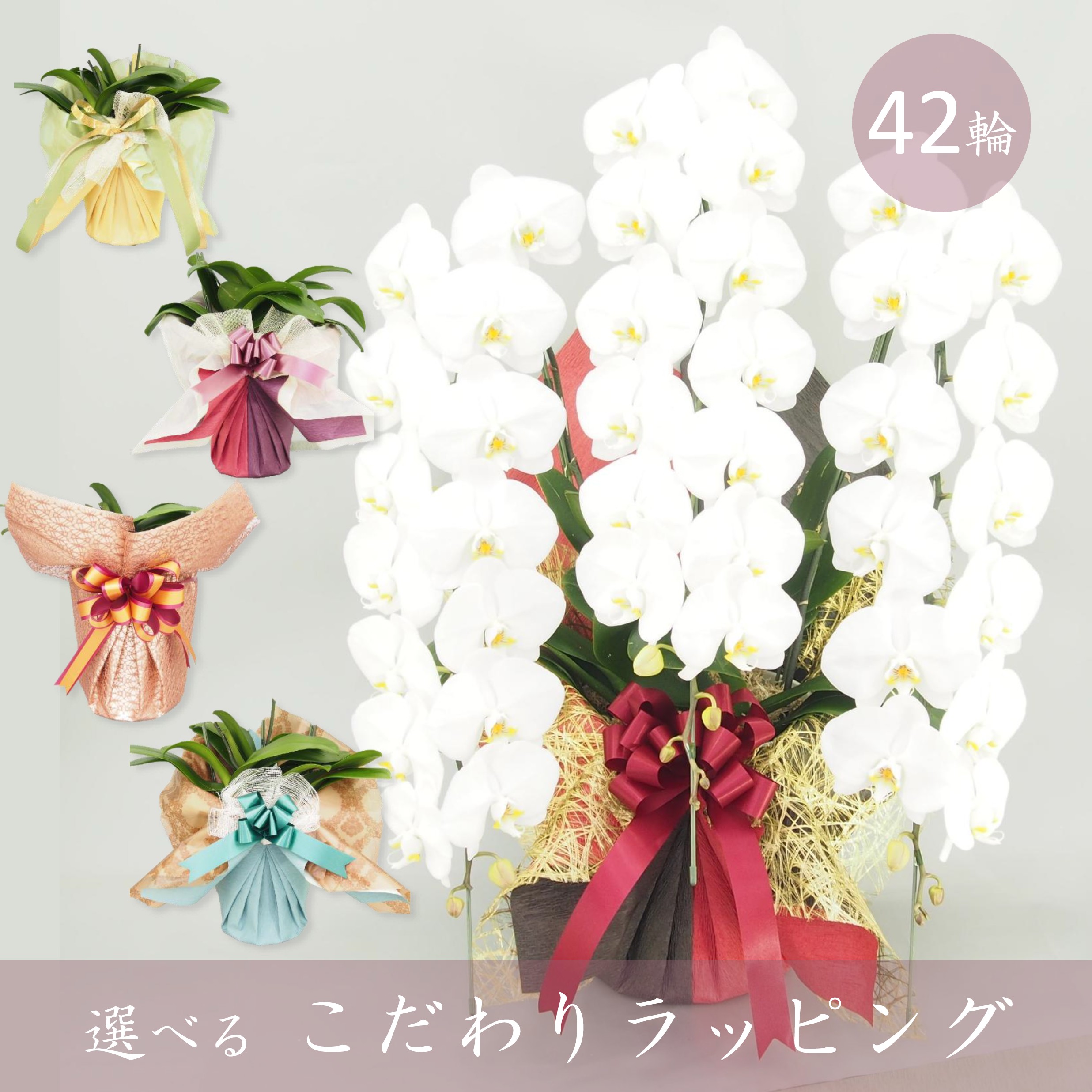 【こだわりラッピング】胡蝶蘭 大輪 白 ３本立て 42輪以上／ソゴー ユキディアン