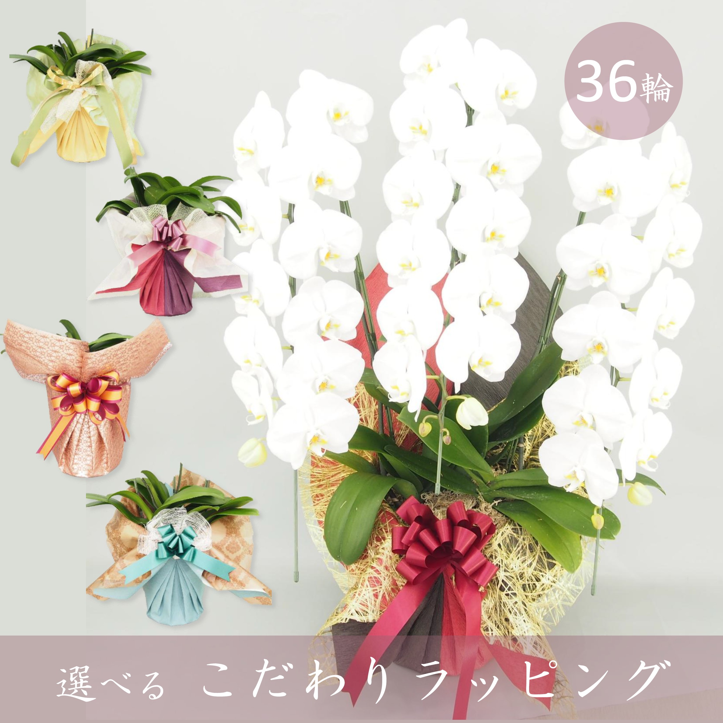 【こだわりラッピング】胡蝶蘭 大輪 白 ３本立て 36輪以上／ソゴー ユキディアン