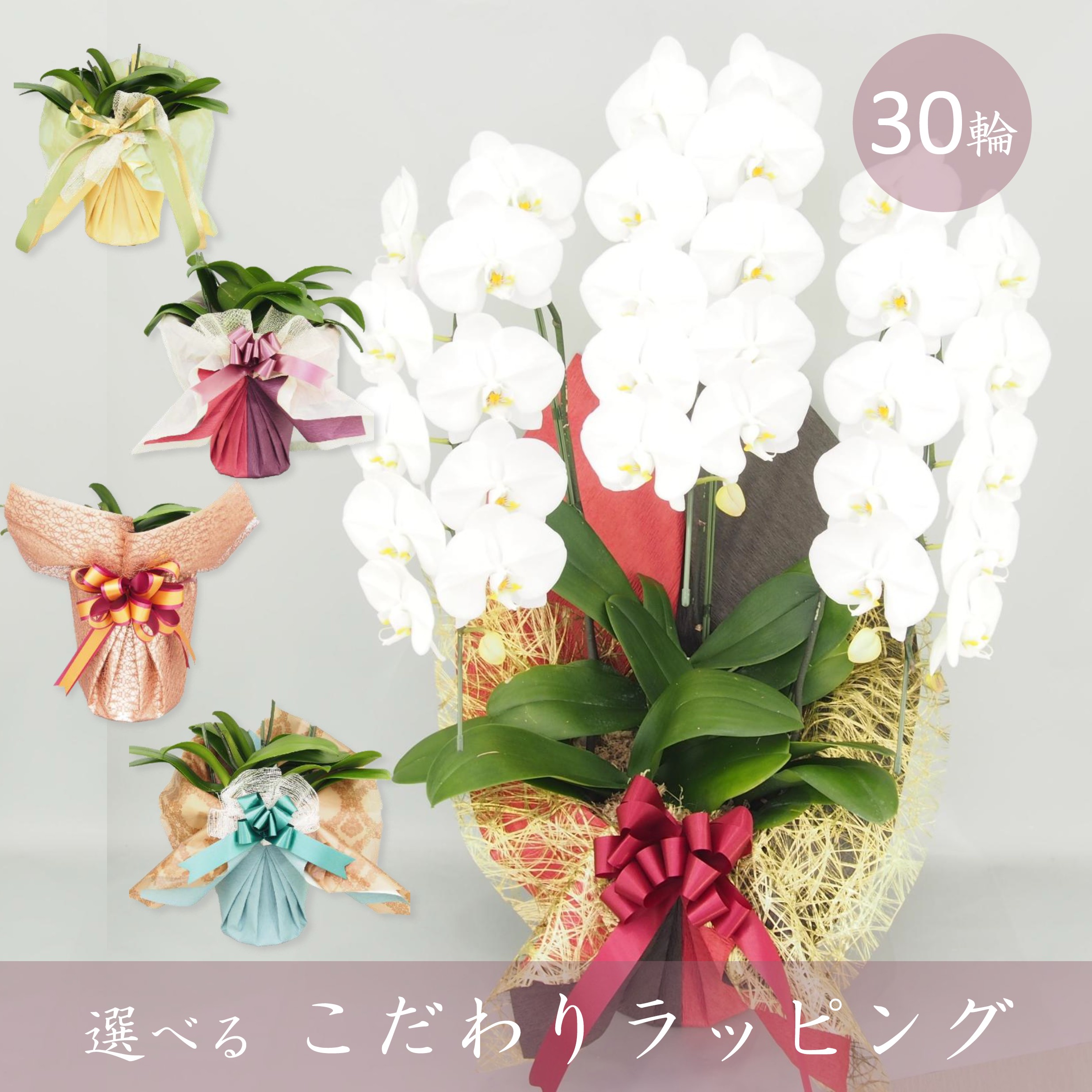 【こだわりラッピング】胡蝶蘭 大輪 白 ３本立て 30輪以上／ソゴー ユキディアン