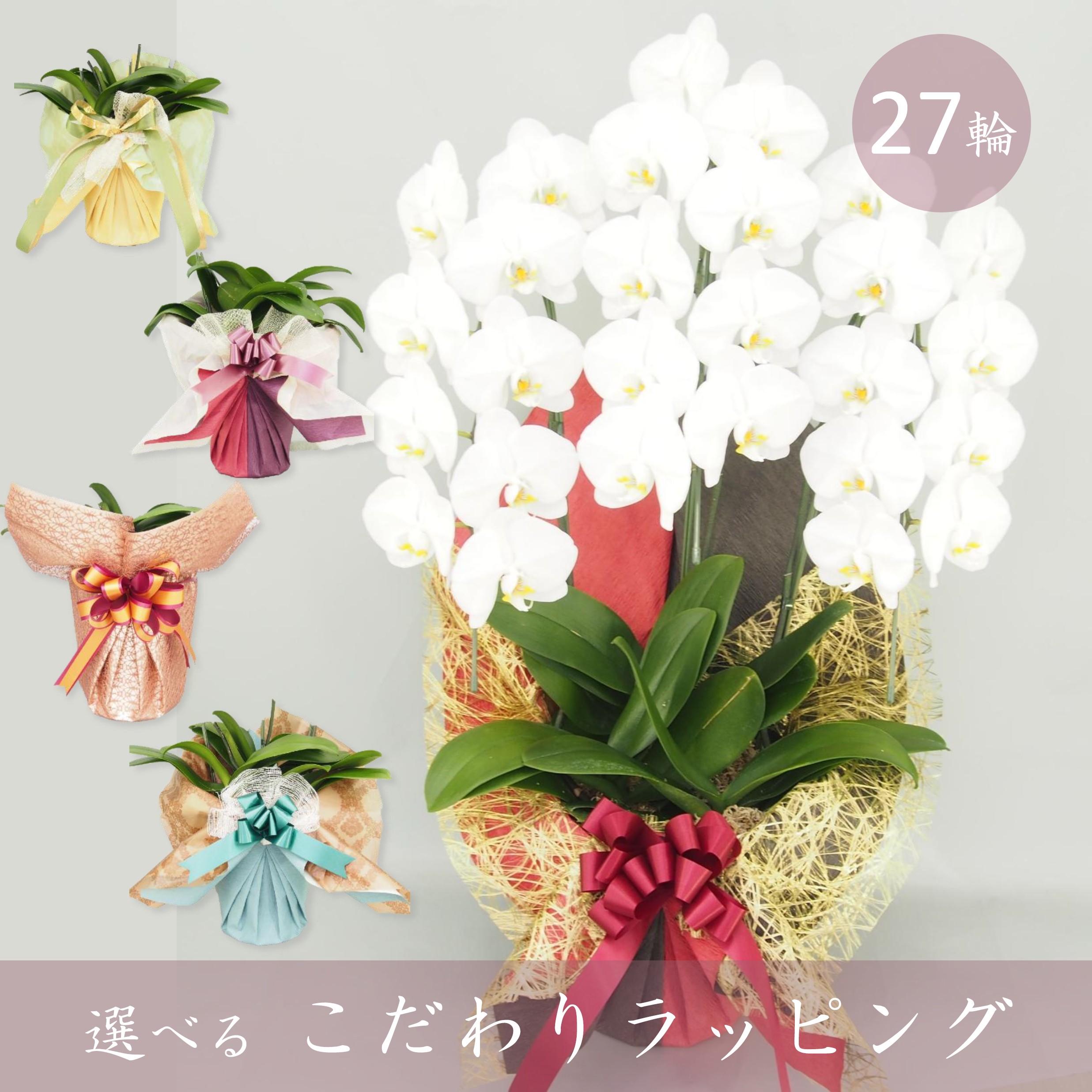 【こだわりラッピング】胡蝶蘭 大輪 白 ３本立て 27輪以上／ソゴー ユキディアン