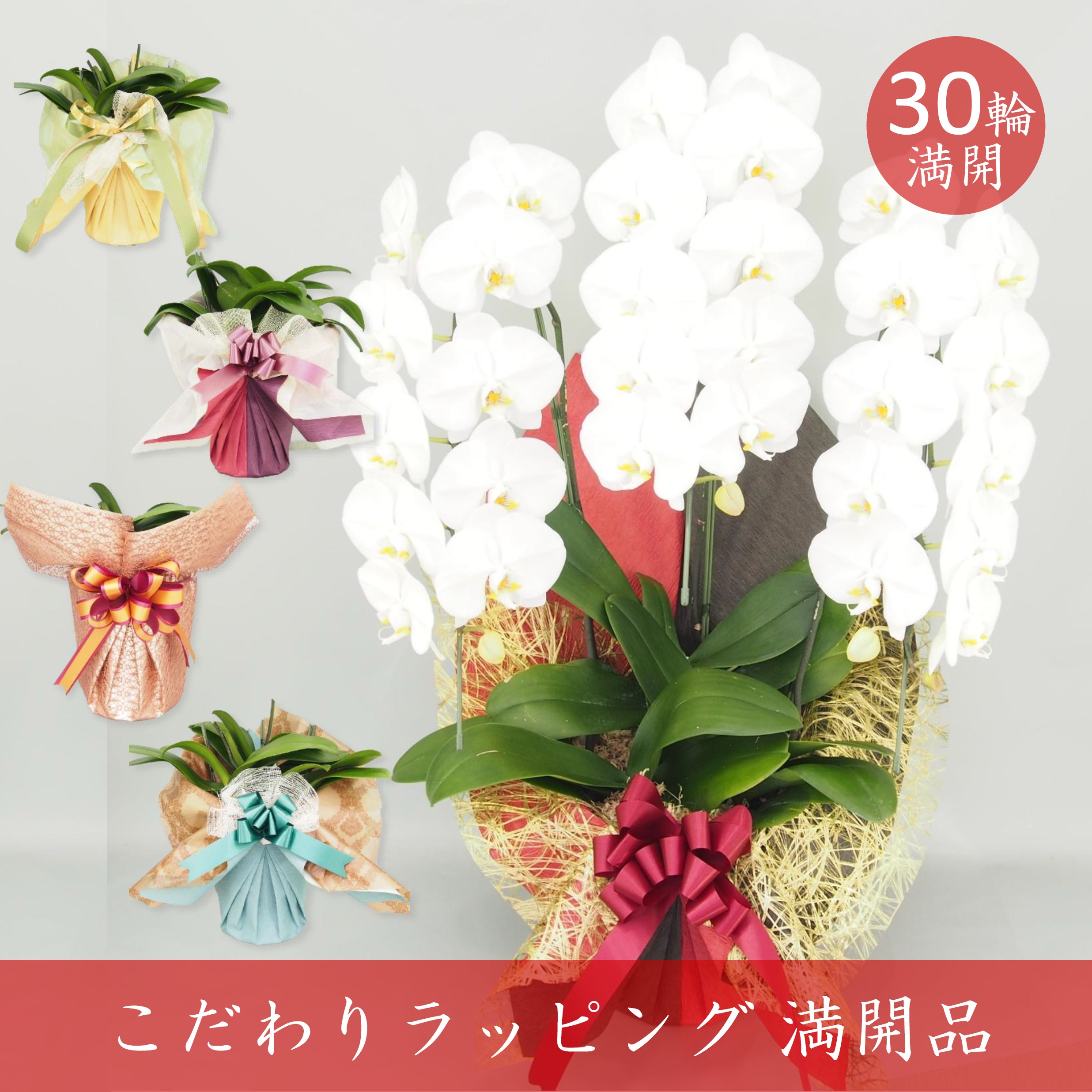 【アウトレット 満開品 こだわりラッピング】胡蝶蘭 大輪 白 ３本立て 30輪／ソゴー ユキディアン
