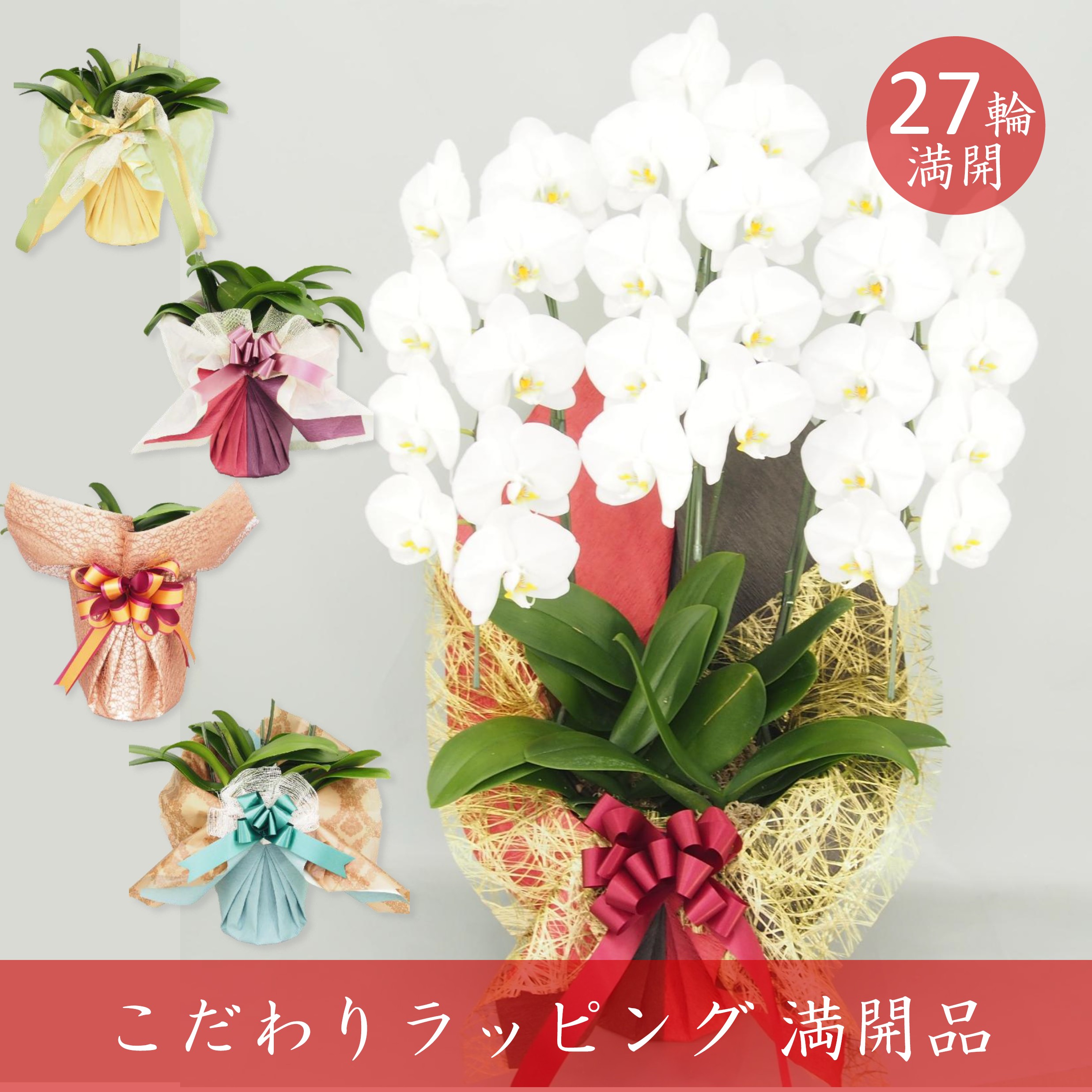 【アウトレット 満開品 こだわりラッピング】胡蝶蘭 大輪 白 ３本立て 24輪／ソゴー ユキディアン