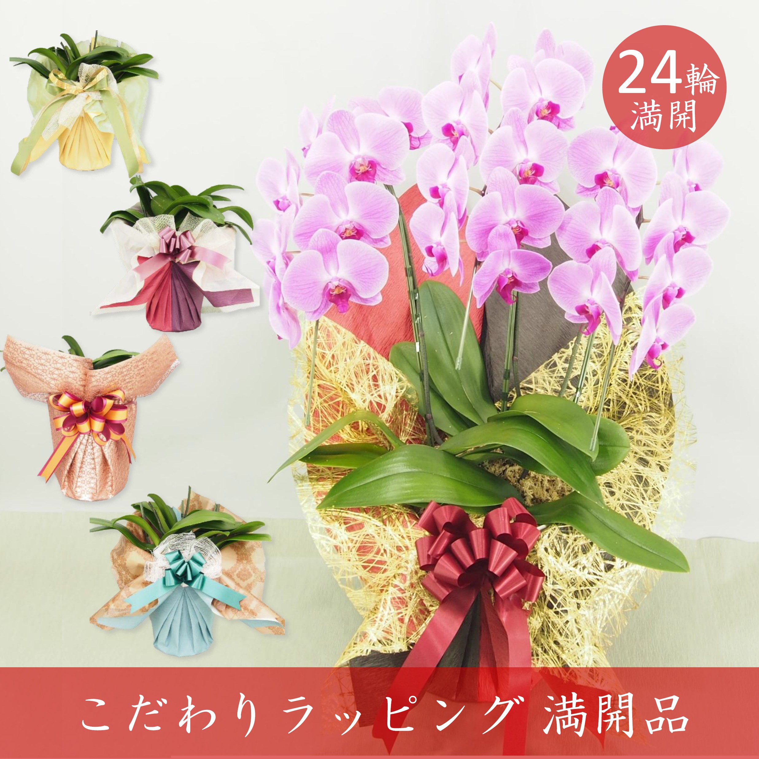 【アウトレット 満開品 こだわりラッピング】胡蝶蘭 大輪 ピンク ３本立て 24輪／ピンク系品種