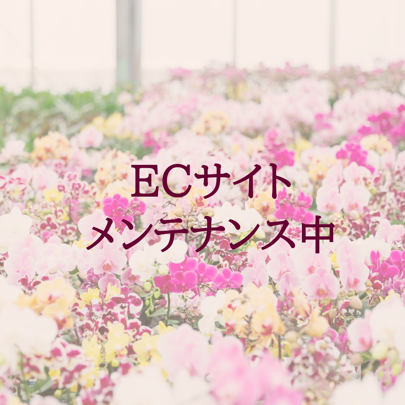 【ECサイトメンテナンス中】